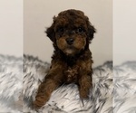 Puppy Autumn Poodle (Miniature)