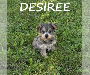 Snorkie Puppy for sale in HARTLAND, MN, USA