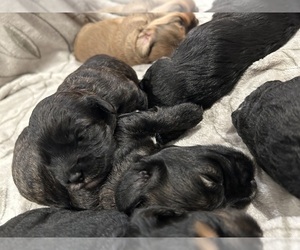Cockapoo (Miniature) Litter for sale in SAN DIEGO, CA, USA