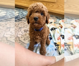 Goldendoodle (Miniature) Puppy for sale in HAMILTON, AL, USA