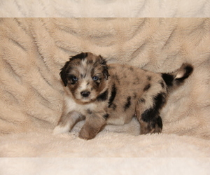 Australian Retriever Puppy for Sale in STEWART, Mississippi USA