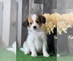 Image preview for Ad Listing. Nickname: Rocket