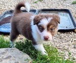 Puppy Rose Quartz Border-Aussie