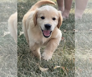 Golden Retriever Puppy for Sale in COLORADO SPRINGS, Colorado USA