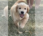 Small Golden Retriever