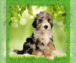 Puppy Mini Tina Bernedoodle (Miniature)