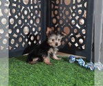Small #1 Yorkshire Terrier