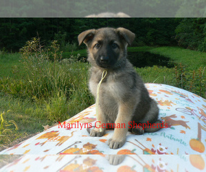German Shepherd Dog Puppy for sale in PIEDMONT, MO, USA