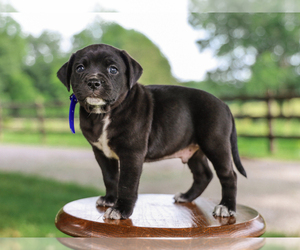 Jug-Unknown Mix Dogs for adoption in LIBERTY, KY, USA