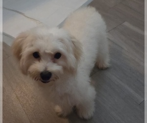 Maltipoo (Miniature) Dogs for adoption in TUCSON, AZ, USA