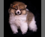 Puppy Monaco Pomeranian