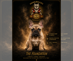 Puppy Male 1 French Bulldog