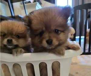 Pomeranian Litter for sale in MENIFEE, CA, USA