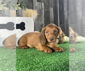 Dachshund Puppy for sale in CANOGA, NY, USA