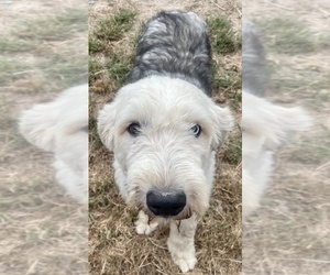 Old English Sheepdog Dogs for adoption in WAKE FOREST, NC, USA
