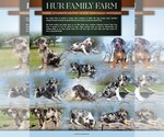 Small #2 Catahoula Leopard Dog