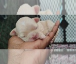 Puppy 4 Mal-Shi