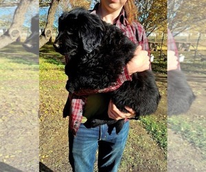 Newfoundland-Sarplaninac (Illyrian Sheepdog ) Mix Dogs for adoption in KENNEWICK, WA, USA