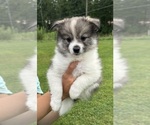 Puppy G3 Pomsky