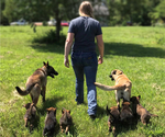 Image preview for Ad Listing. Nickname: Litter of 8