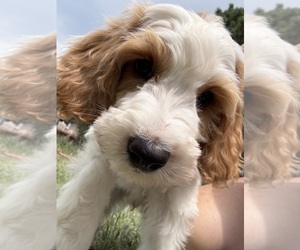Goldendoodle (Miniature) Puppy for sale in ELBERT, CO, USA