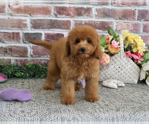 Cavapoo (Miniature) Puppy for Sale in SYRACUSE, Indiana USA