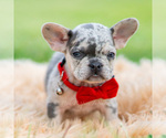 Puppy Dumbo French Bulldog
