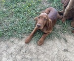 Image preview for Ad Listing. Nickname: Buddy