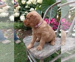 Puppy Hazel Golden Retriever