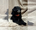 Puppy Louis Cockapoo (Miniature)