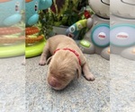 Image preview for Ad Listing. Nickname: AKC Golden Retr