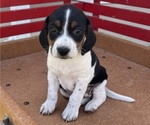 Puppy Pepper Mutt-Unknown Mix