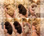 Image preview for Ad Listing. Nickname: Litter of 7
