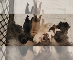 Puppy 5 Mal-Shi
