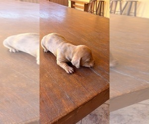 Dachshund Puppy for sale in ANDOVER, MA, USA