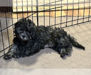 ShihPoo Puppy for Sale in GLOUCESTER, Virginia USA