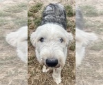 Image preview for Ad Listing. Nickname: Watson AKC Male