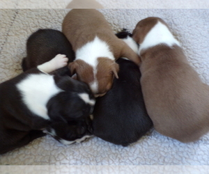Boston Terrier Puppy for Sale in MONROE, New Hampshire USA