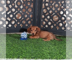 Dachshund Puppy for sale in MOUNT VERNON, OH, USA