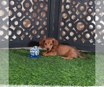 Small Dachshund