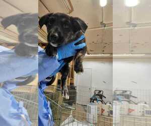 Mutt Dogs for adoption in Calgary, Alberta, Canada