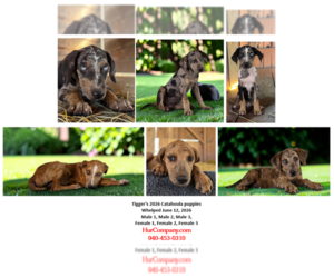 Catahoula Leopard Dog Puppy for Sale in CUMBY, Texas USA