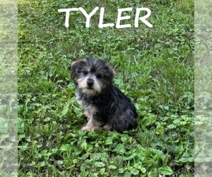 Snorkie Puppy for sale in HARTLAND, MN, USA