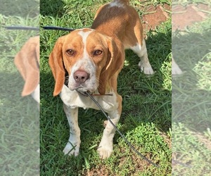 Beagle Dogs for adoption in NEW BRITAIN, CT, USA