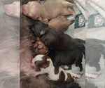 Puppy 3 Mal-Shi