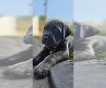 Puppy Brindle Cane Corso-Doberman Pinscher Mix