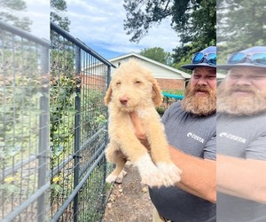 Labradoodle mix (+ Poodle Standard) Puppy for sale in JACKSONVILLE, NC, USA