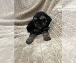 Puppy Sid Cockapoo (Miniature)