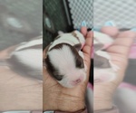 Puppy 2 Mal-Shi