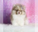 Puppy AKC PHEOBE Pomeranian